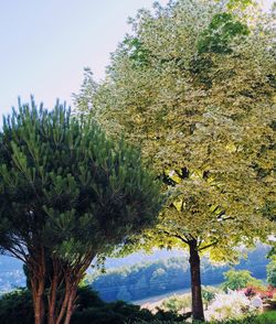 Low angle view of tree against sky