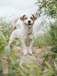 Portrait of dog on field