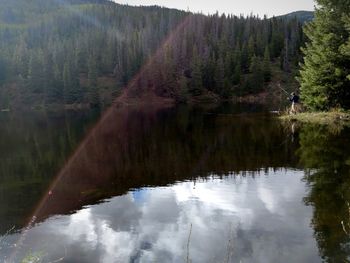 Scenic view of lake by trees in forest