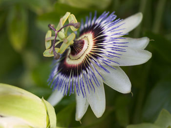 Close-up of purple flower