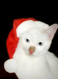 Close-up portrait of white cat against black background