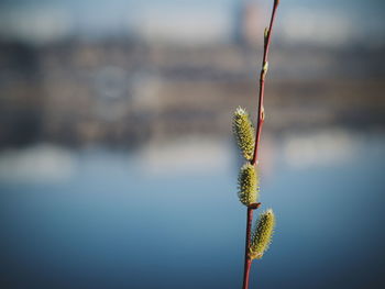 Close-up of plant