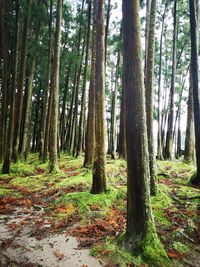 Trees growing in forest