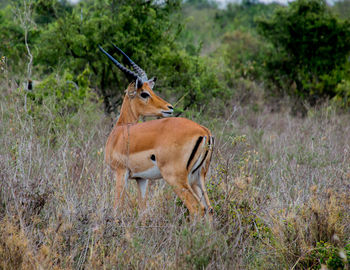 A gazelle turning his head back