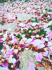 Full frame shot of pink wall