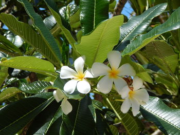 Close-up of flowers blooming outdoors