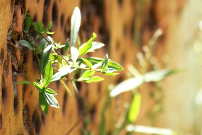 Close-up of leaves