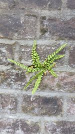 Close-up of plant against wall