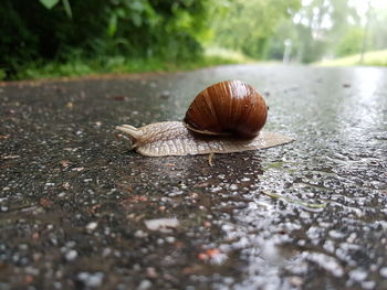 Close-up of snail on wet road