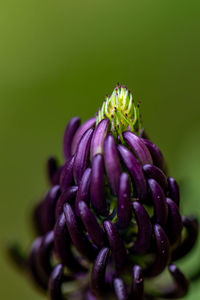 Flower in meadow