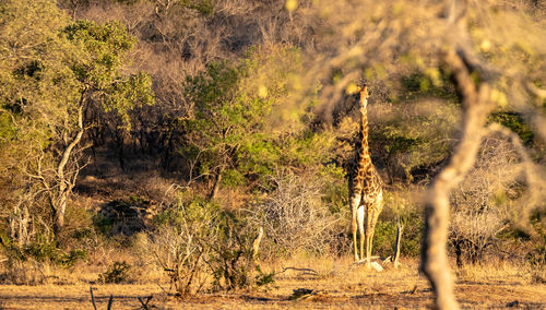 View of a forest with giraffe 