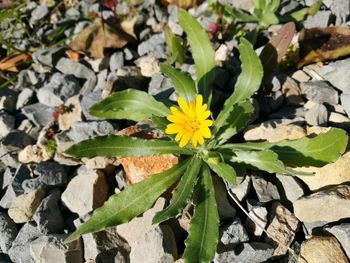 Close-up of yellow leaves