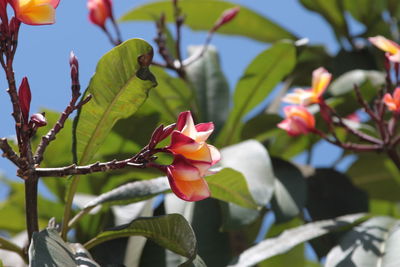 Close-up of red flowering plant