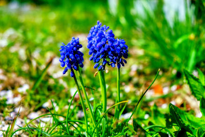 Close-up of purple flowering plant on field