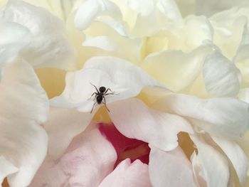 Close-up of insect on white flower