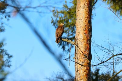 Low angle view of buzzard on tree trunk