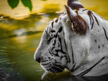 Close-up of cat drinking water