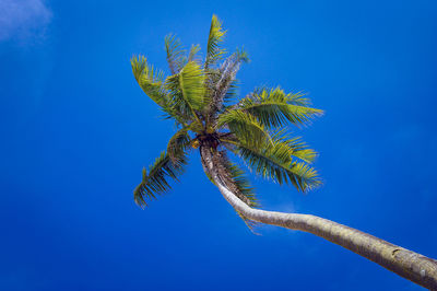 Coconut tree over blue sky at tropical island of malaysia
