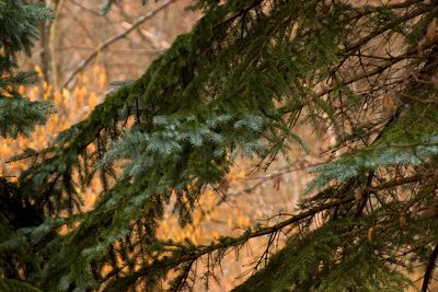 Close-up of trees in forest