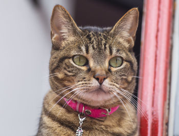 Close-up portrait of tabby cat