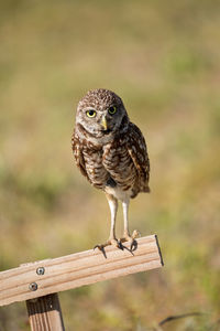 Adult burrowing owl athene cunicularia perched outside its burrow on marco island, florida