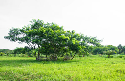 Trees on field against clear sky