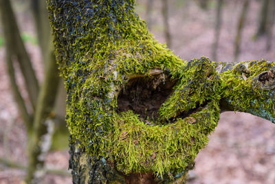 Close-up of moss growing on tree trunk