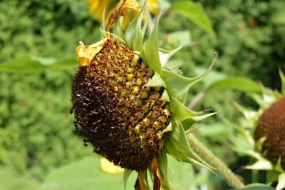 Close-up of honey bee on plant