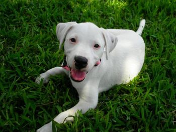 Dog standing on grassy field