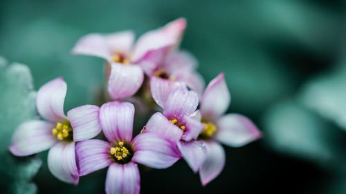 Close-up of pink flower