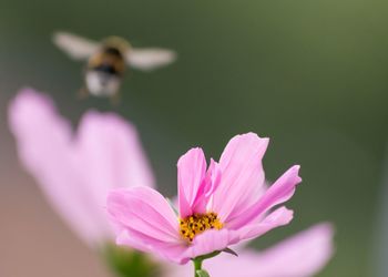 Close-up of pink flowers