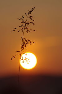 Silhouette bird flying against orange sky