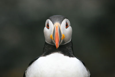 Close-up of puffin bird