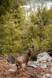 Deer in forest