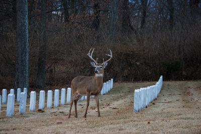 Deer on grass against trees