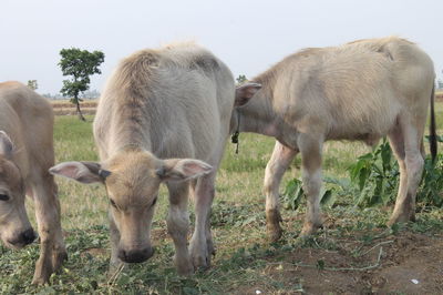 Sheep standing in a field