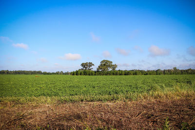 Scenic view of field against cloudy sky