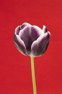 Close-up of red tulip