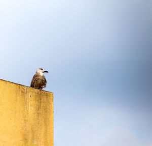 Low angle view of bird perching on wooden post against clear sky