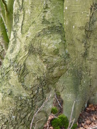 Close-up of tree trunk