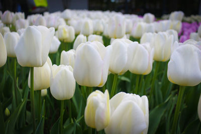 Close-up of fresh white flowers in field