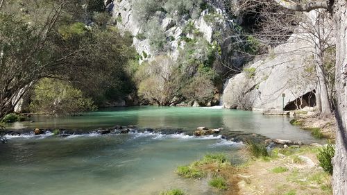 Scenic view of river in forest