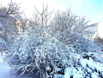 Low angle view of trees against sky