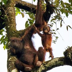 Low angle view of birds on tree