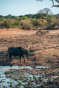 Buffalo standing on field