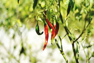 Close-up of red leaves