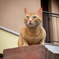 pet