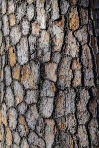 Full frame shot of tree trunk