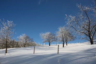 Bare trees on snow covered landscape against blue sky