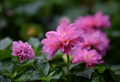 Close-up of pink flower